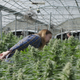 Lagunitas brewmaster Jeremy Marshall checks out the ingredients for Hi-Fi Hops.